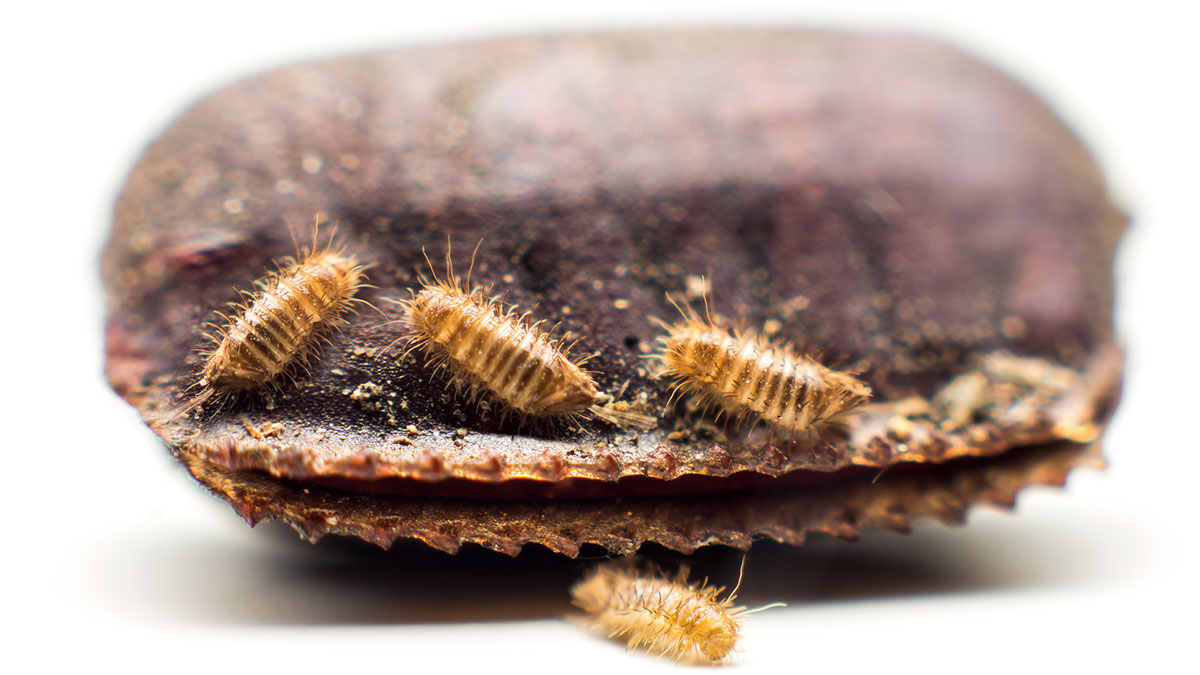 ゴキブリの卵(卵鞘)の見た目とフン・ゴミとの違い