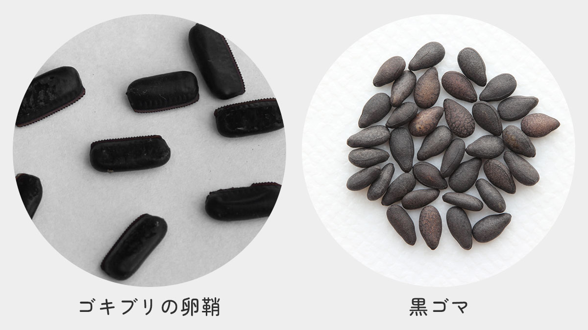 ゴキブリのフンやゴミとの見分け方