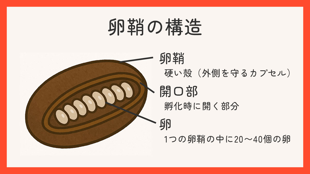 卵鞘の特殊な構造